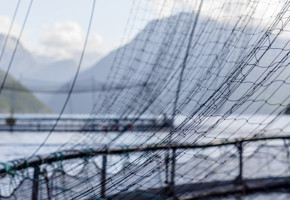 Merd med nett ute i sjøen