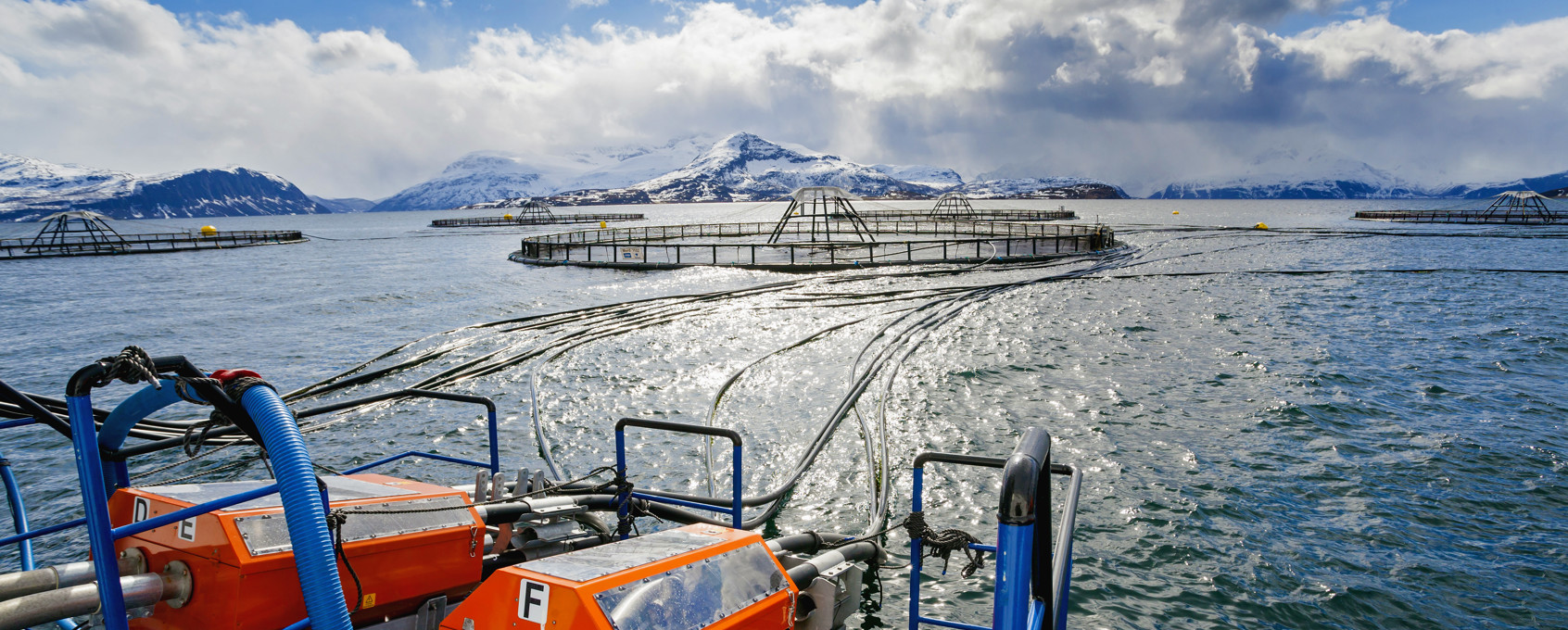 Fish cages in the sea with feed system