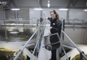 Ansatt på settefiskanlegg