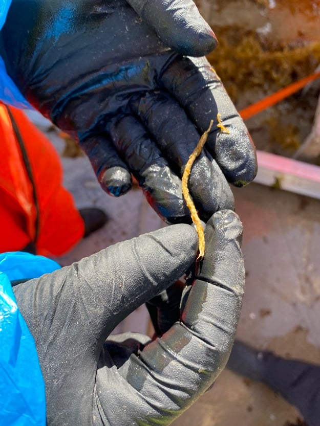 Two hands holding a small piece of the degradable cotton rope. 