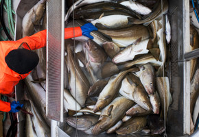 Ombord en fiskebåt med torsk