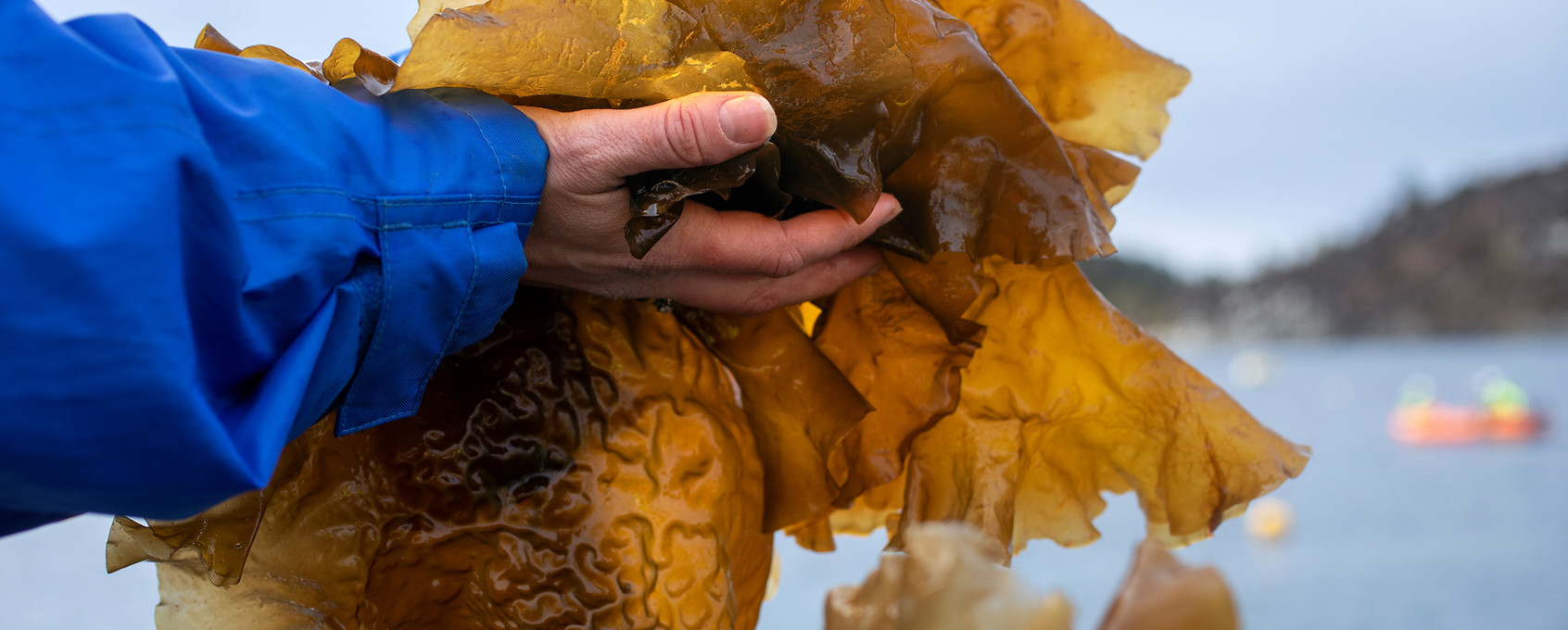 A person is holding up seaweed