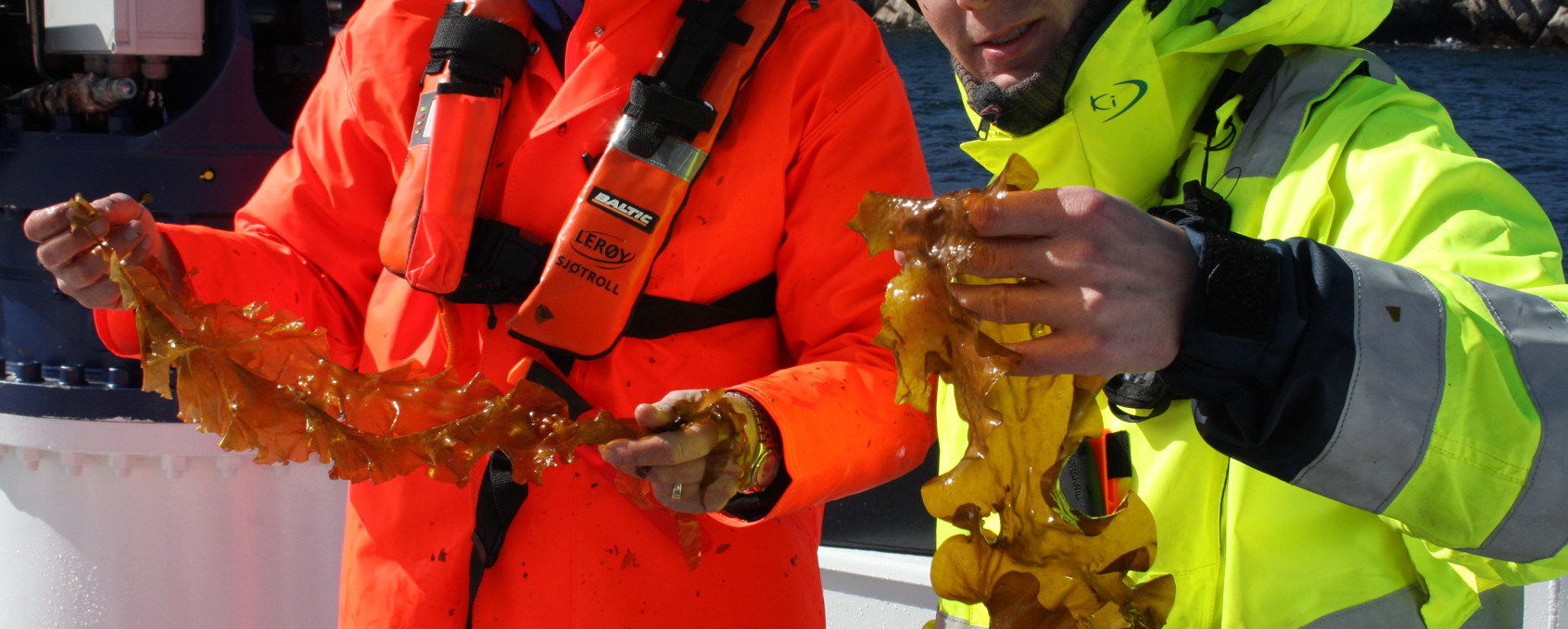 Ocean Forest employees holding up seaweed on a boat