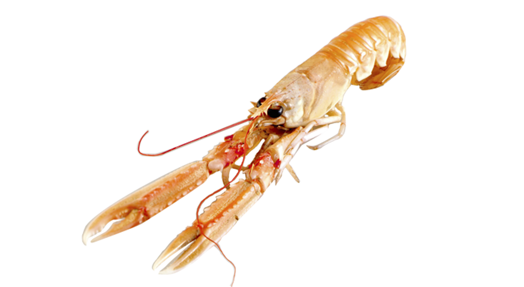 Norway lobster